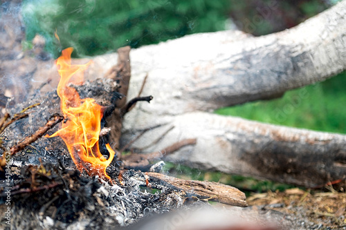 a tree is burning in the spring in the garden