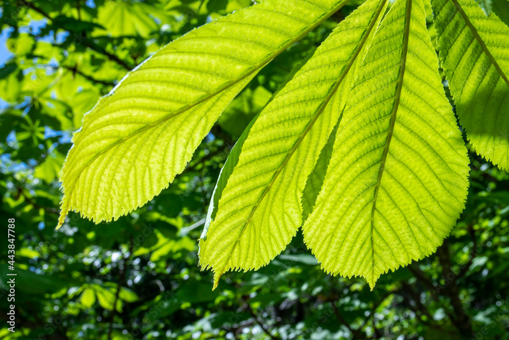 Bright green leaves shining through in the rays of the sun, natural natural background for banner and design Bright green leaves shining through in the rays of the sun, natural natural background for banner and design