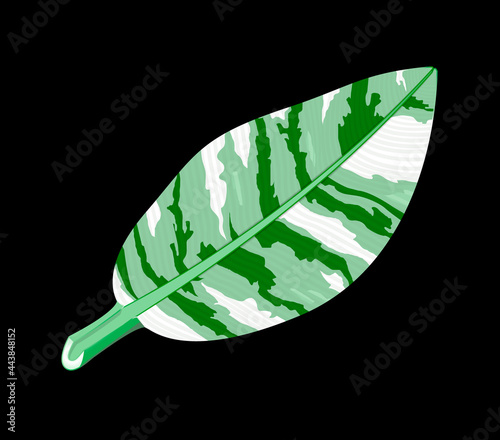 Florida variegate banana leaves on black background. It has less chlorophyll because it is radioactive. It has a green and white pattern and is an ornamental plant for collectors or gardener