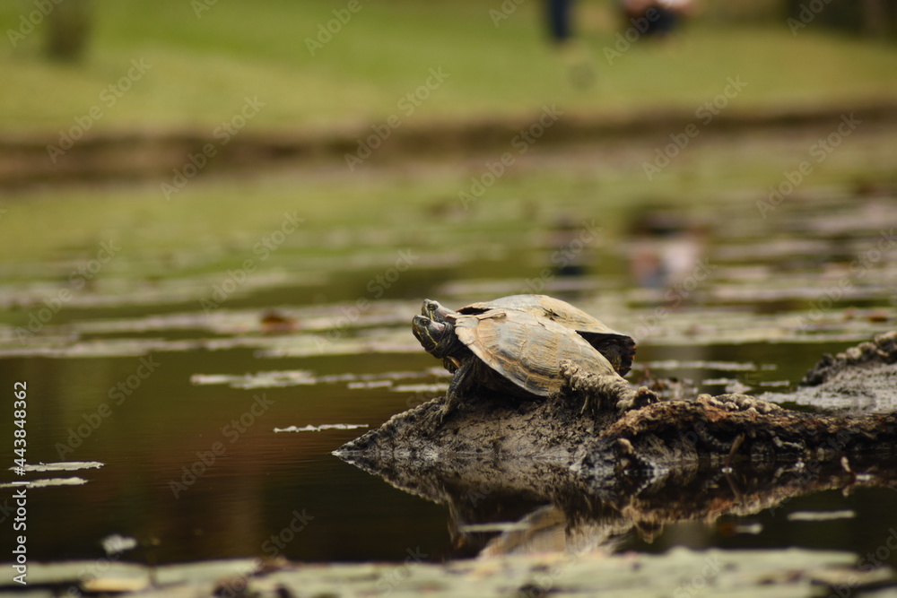 Fototapeta premium turtles