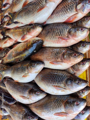 Freshly harvested rohu carp fish arranged in row for sale in indian fish market from different angle view
