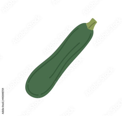 Green zucchini vegetable. Fresh whole courgette icon. Raw squash veggie. Healthy vegetarian food. Flat vector illustration of zuchini isolated on white background