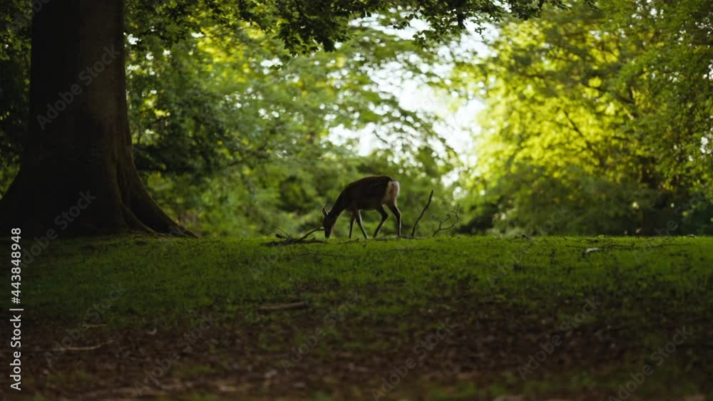 Young Deer Walking In Lush, Green Forest Young Deer Walking In Lush, Green Forest