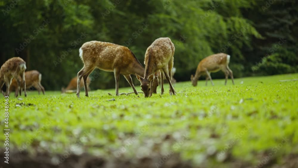 Young Deer Grazing On Grass Together In Forest Clearing Young Deer Grazing On Grass Together In Forest Clearing