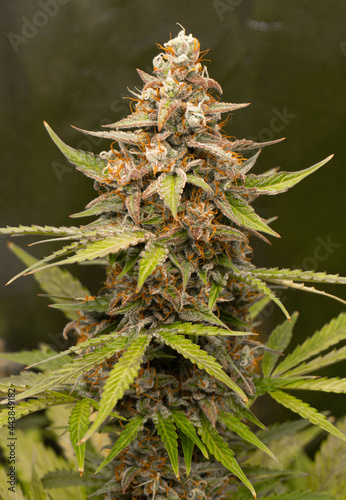 Legal and medical marijuana cups, indoor cultivation close to harvest date.