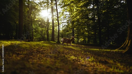 Deer Running And Looking At Camera In Sunlit Forest