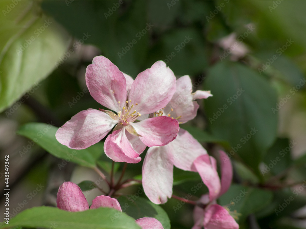 Pink and white apple blossom on green blurred background