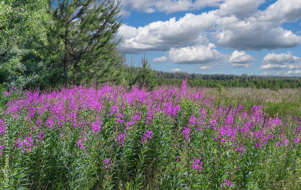View of a meadow with a pink cloud of blooming willow-herb flowers, pine trees, a deep sky with cumulus clouds and a forest in the distance. Summer landscape. Blooming flowers of willow-tea. 