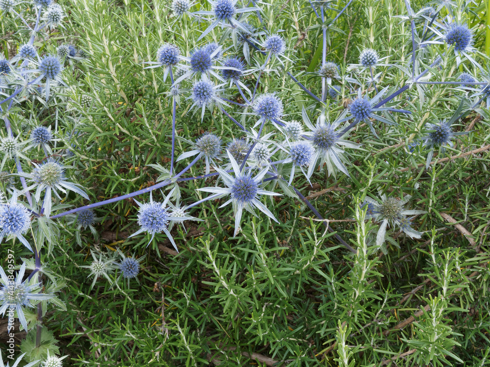 (Eryngium planum) Chardon bleu ou panicaut à feuilles planes, plante