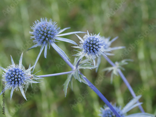 Eryngium planum | Touffes de chardon bleu ou panicaut à feuilles planes à fleurs en petites têtes rondes bleu azur sur hampes bleutées ramifiées et décoratives photo