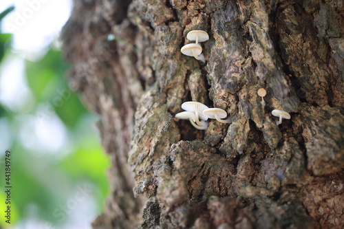 growing mushroom in the woodland