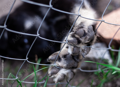 Dog paw pad in macro detail. Cute playful puppy at animal shelter. The paw is on the fence. Closeup photo of dogs paw with shallow depth of field.