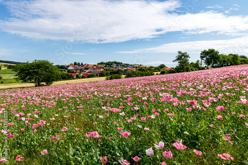 The village of Grandenborn in Hesse with the blooming opium poppy fields