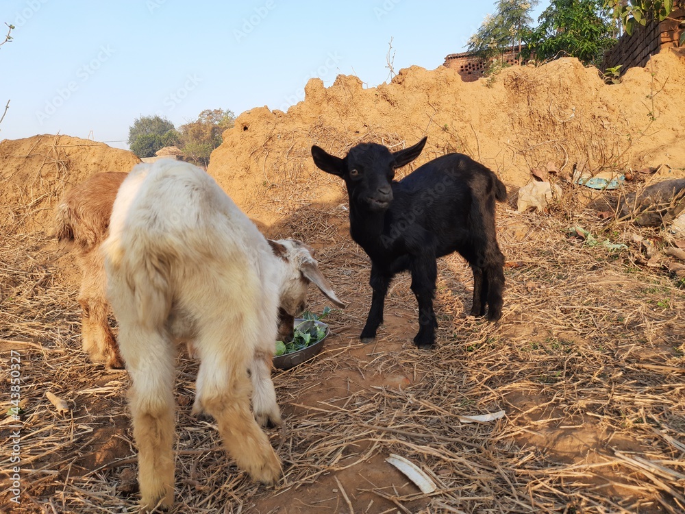Fototapeta premium Baby Goats are eating leaves. Black Bangal Goat Babies. Goats eating fodder. Little goats in the field. domestic animals. There are over 300 distinct&nbsp;breeds&nbsp;of goat. Capra aegagrus hircus.