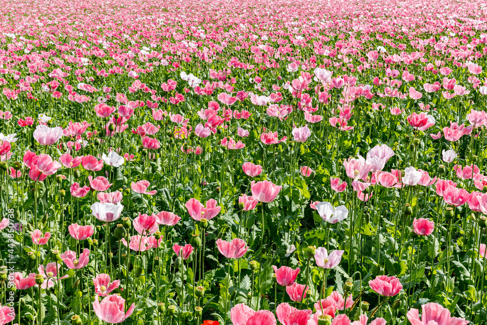 Flowers of an opium poppy field 