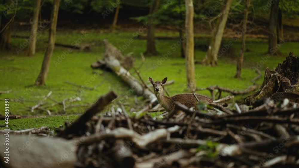 Deer Looking At Camera Over Fallen Branches In Forest Deer Looking At Camera Over Fallen Branches In Forest