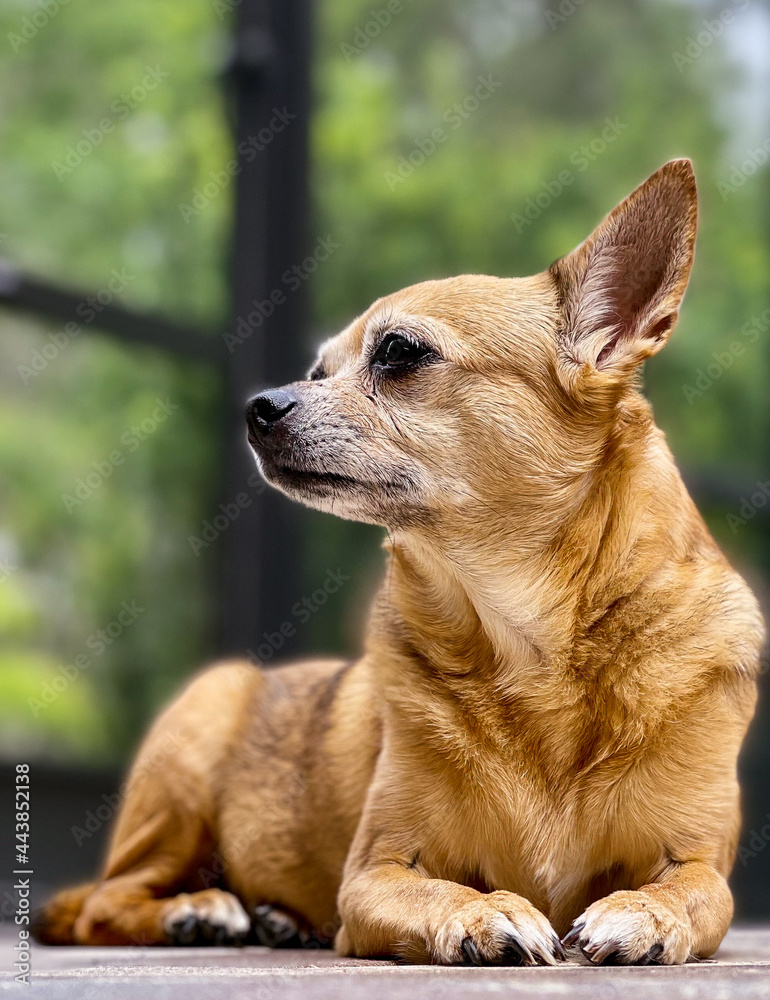 Portrait of a Chihuahua 