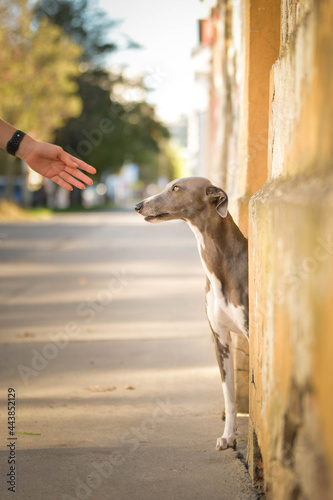 Dog Whippet is standing on street. Nice dog in the city center.