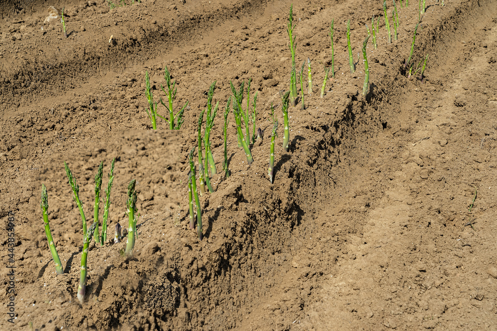 Spargelfeld mit grünen Trieben nach der Ernte Spargelfeld mit grünen Trieben nach der Ernte