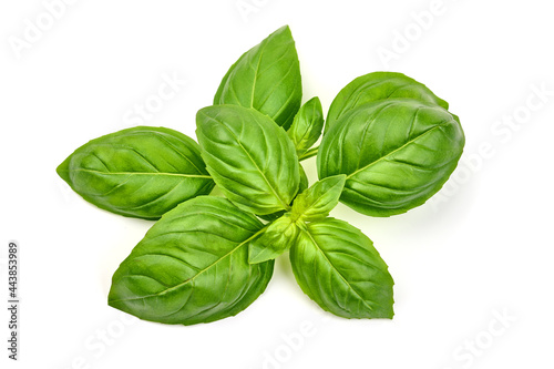 Basil leaf, isolated on white background. High resolution image.