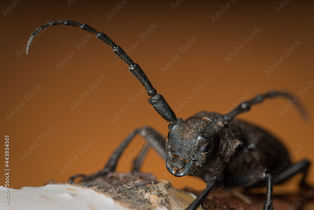The bark beetle is a completely safe cute creature that at first seems completely black. But in good light, it becomes clear that it is dark brown in color. His moustache is like antennae