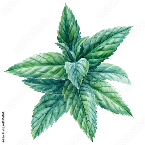 Peppermint on isolated white background, watercolor botanical illustration