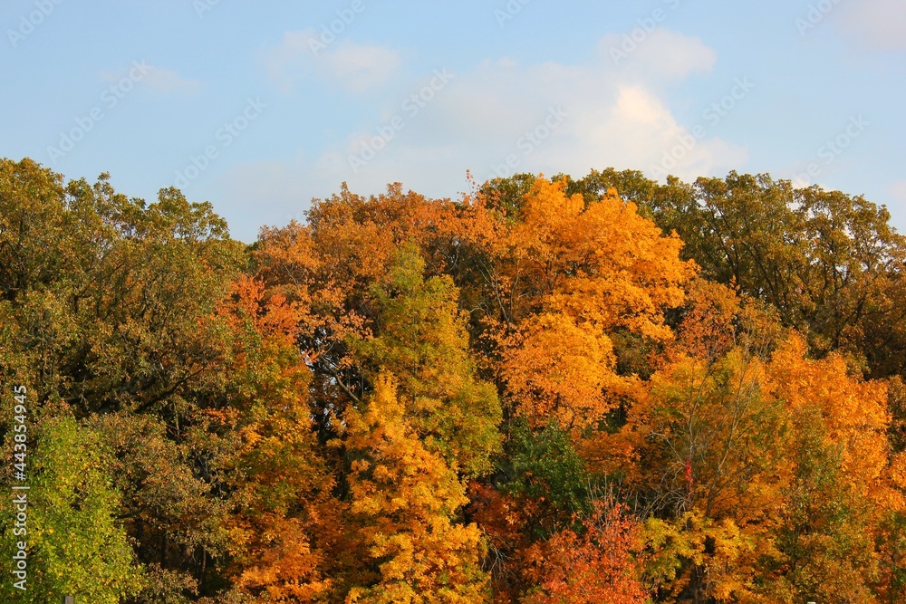 Fototapeta premium autumn forest in the mountains