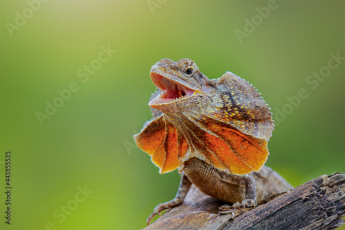 chlamydosaurus kingii on tree branch