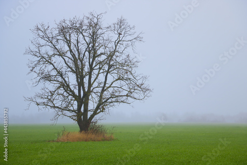 single tree in a field in autumn in the fog.
