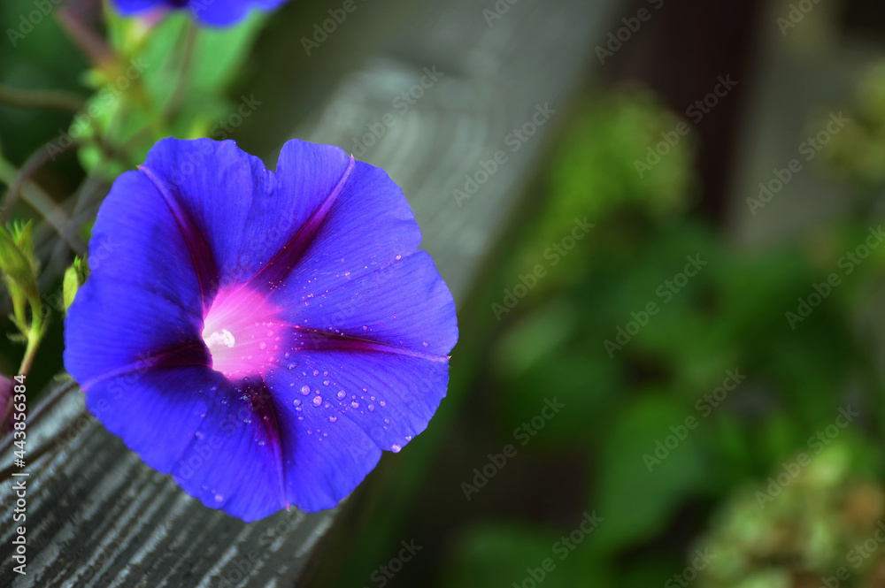 Morning glory flower plant on wooden fence