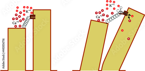 Mechanoelectrical Transduction Channels in hearing of inner ear hair cells