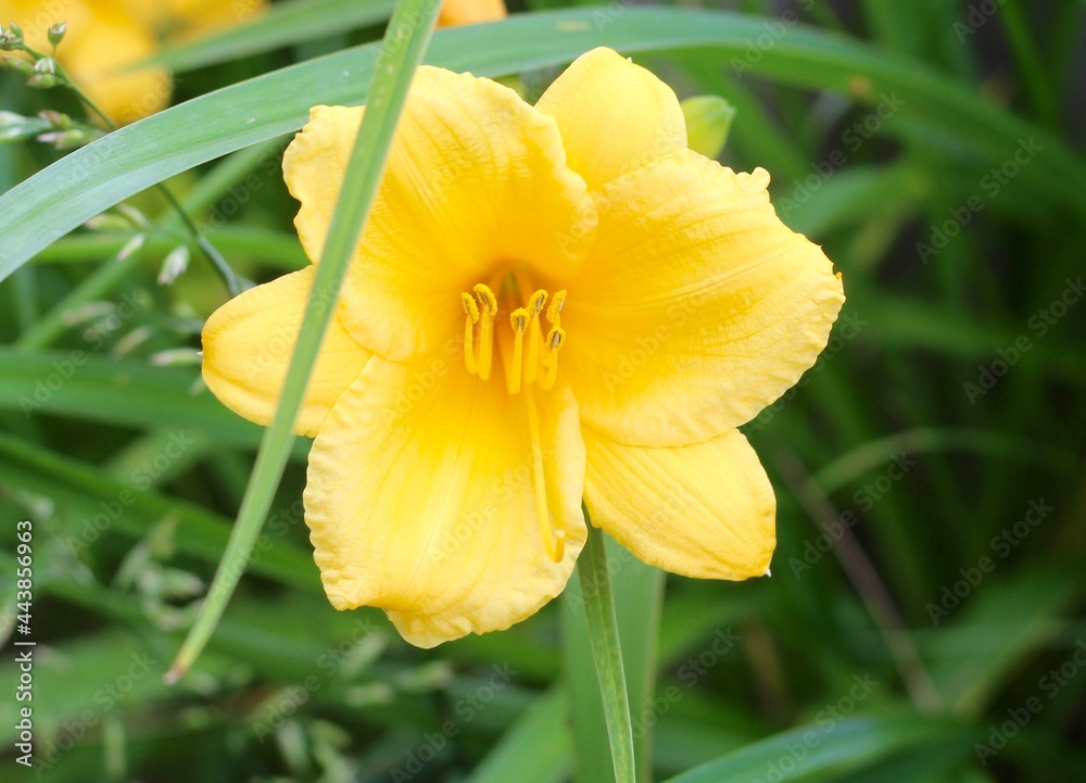 A close view of the yellow day lily flower in the garden. A close view of the yellow day lily flower in the garden.
