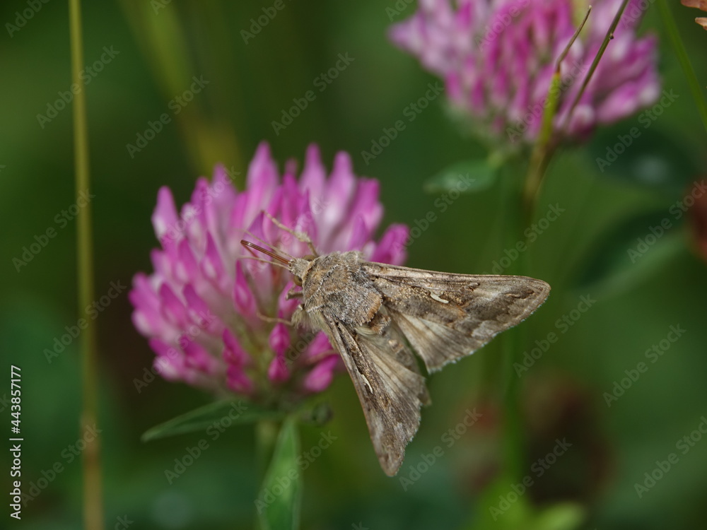 silver y moth (Autographa gamma) feeding on clover flower silver y moth (Autographa gamma) feeding on clover flower