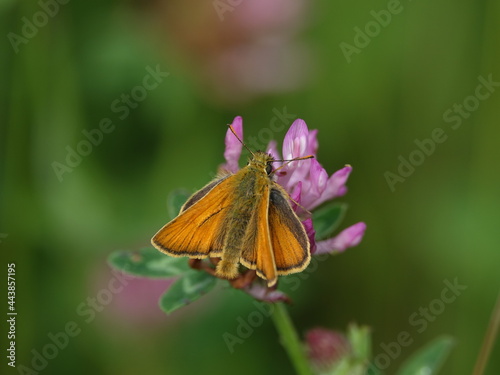 small skipper butterfly (Thymelicus sylvestris) feeding on purple clover flower 