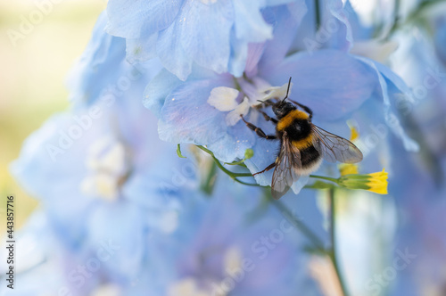 Fotografie, Tablou A bumblebee on a blue Delphinium flower macro