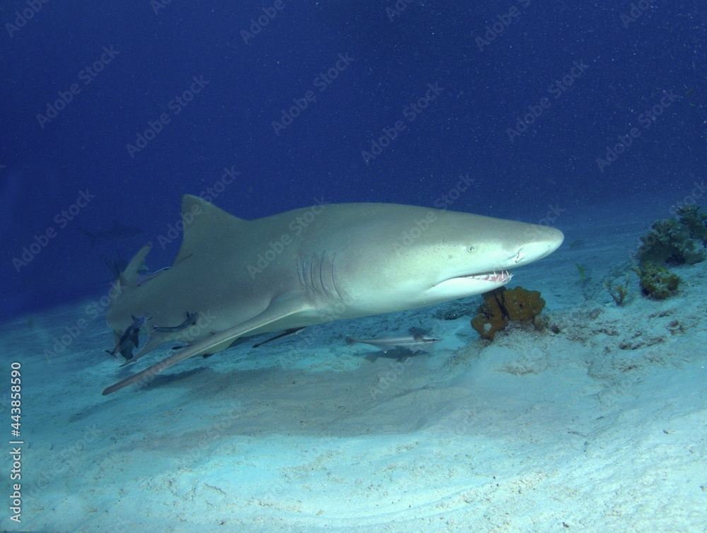 Fototapeta premium Lemon Shark on the Reef