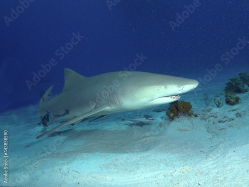 Lemon Shark on the Reef © Joseph M. Bowen