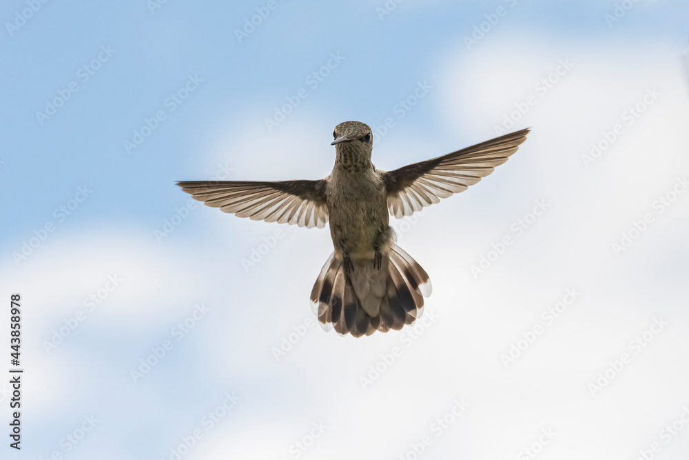 Fototapeta premium Black-Chinned Hummingbird (Archilochus alexandri) Female Head-on