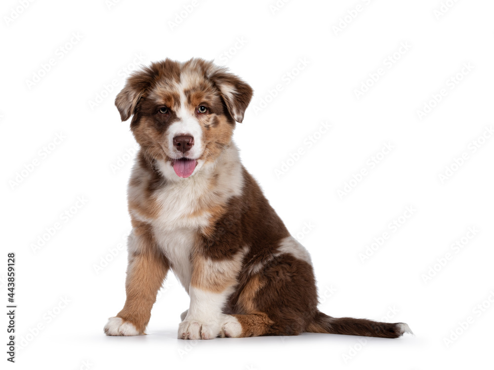 Cute red merle white with tan Australian Shepherd aka Aussie dog pup, sitting side ways. Looking towards camera, tongue out. Isolated on a white background.