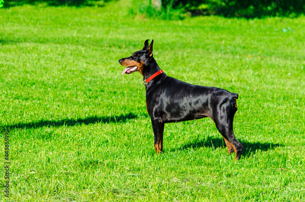 Black doberman on the meadow grass in summer Black doberman on the meadow grass in summer