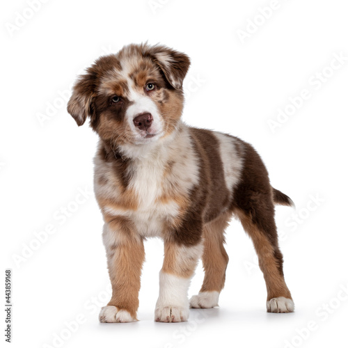 Fototapeta Naklejka Na Ścianę i Meble -  Cute red merle white with tan Australian Shepherd aka Aussie dog pup, standing facing front. Looking towards camera with cute head tilt, mouth closed. Isolated on a white background.
