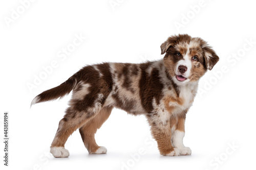 Cute red merle white with tan Australian Shepherd aka Aussie dog pup, standing side ways. Looking towards camera with cute head tilt, mouth open showing tongue. Isolated on a white background. photo