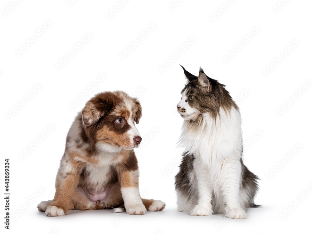 Cute red merle white with tan Australian Shepherd aka Aussie dog pup and bicolor ticked Maine Coon cat, sitting side to side looking at each other. Isolated on a white background.