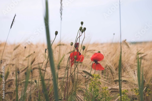 Poppy flowers on the wheat field © PolyReutova