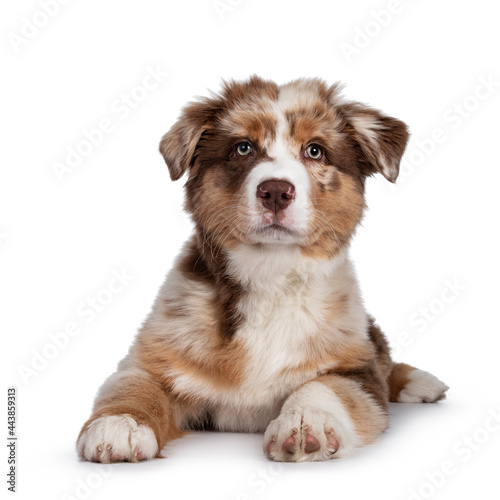 Cute red merle white with tan Australian Shepherd aka Aussie dog pup, laying down facing front. Looking towards camera, mouth closed. Isolated on a white background.