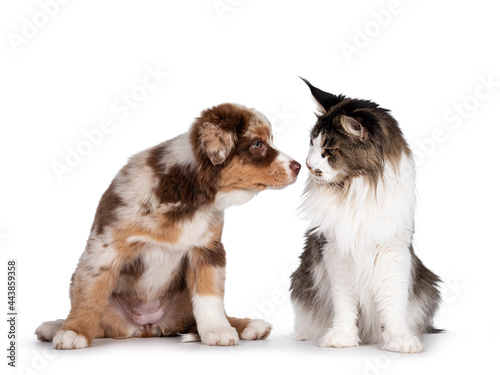 Cute red merle white with tan Australian Shepherd aka Aussie dog pup and bicolor ticked Maine Coon cat, sitting side to side touching noses. IsolatBrown Australian Shepherd dog pup on white background