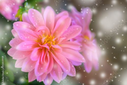 Pink Chrysanthemum Flower background with white blur defocus