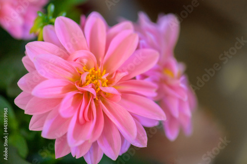 Pink Chrysanthemum Flower in Garden. Vintage style, copy space