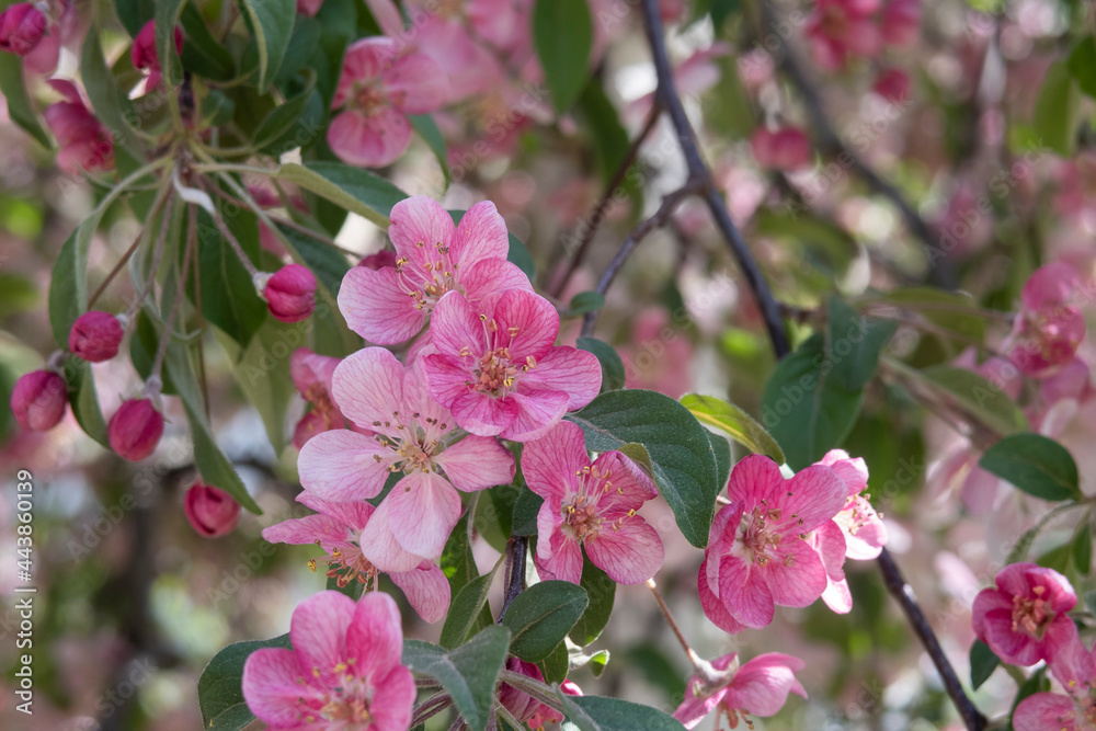 Cherry tree blossom. Spring season. Cherry tree blossom. Spring season.