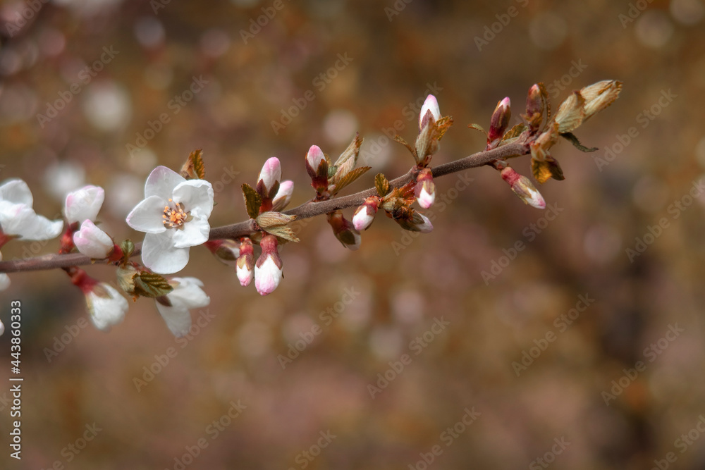 Branch with white flowers and buds. Blooming time in spring season. Macro. Branch with white flowers and buds. Blooming time in spring season. Macro.